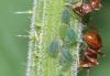 Aphis urticata